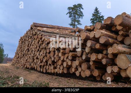 Frisch geerntete Kiefernstämme, die auf einer Waldlichtung gestapelt sind Stockfoto