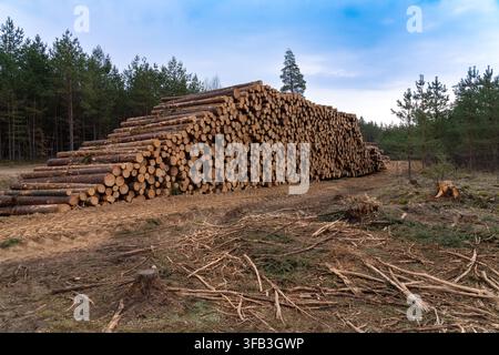 Lange Wand aus geschnittenen Kiefernstämmen in einer kommerziellen Waldlandschaft Stockfoto