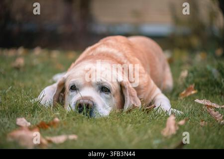 Senior labrador Retriever Hund, der auf grünem Gras mit herabfallenden Herbstblättern ruht, nachdenklich und reflektierend aussieht, Konzepte des Alterns, der Loyalität, Stockfoto
