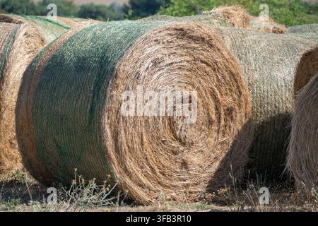 Eine Nahaufnahme eines großen, runden Heuballens, der mit grünem Netz gesichert ist, das die komplizierte spiralförmige Textur des trockenen Strohs an einem sonnigen Agrarstandort hervorhebt Stockfoto