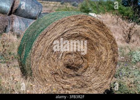 ein einzelner runder Heuballen, der in grünes Netz eingewickelt ist und seine dicht gepackte Spiraltextur zeigt, während er auf einem rustikalen, grasbewachsenen Feld ruht. Stockfoto