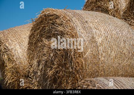 eine detaillierte Nahaufnahme von goldenen, stark strukturierten runden Heuballen, die eng aneinander gestapelt unter einem klaren blauen Himmel liegen. Stockfoto