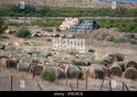 Dutzende runde Heuballen sind im Vordergrund über eine trockene Weide verstreut, mit einem großen, organisierten Stapel aus eingewickelter Silage und ausgepackten Ballen Stockfoto