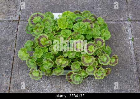 Ein Plastik-Kindertablett voller junger Zonalgeranien (Pelargonium)-Stecklinge mit deutlichen dunklen Blattmustern, das auf grauem Außenhofpflaster steht Stockfoto