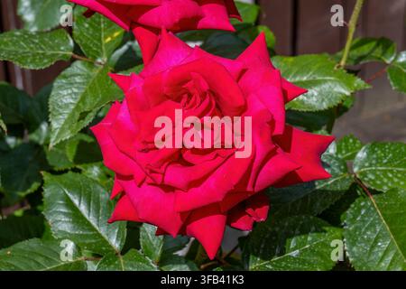 Eine hochkontrastierte Nahaufnahme einer lebendigen, tiefroten Hybrid-Teerose mit samtartigen spitzen Blütenblättern vor einem Hintergrund glänzender dunkelgrüner Blätter Stockfoto