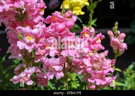 Eine Nahaufnahme von leuchtend rosa Snapdragonsblütenständen (Antirrhinum majus) in voller Blüte, die zarte, gerüschte Blütenblätter mit gelbem Kehlfleck zeigen Stockfoto