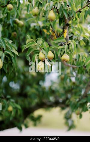Reife Birnen hängen an den Ästen von Obstbäumen Stockfoto