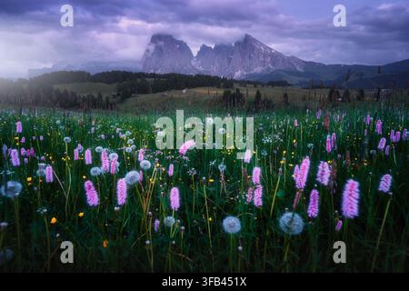 Alpe di Siusi blühende Wildblumenwiese im Abendlicht in den Dolomiten Stockfoto