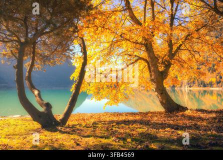 Goldene Ahornbäume am Ufer eines türkisfarbenen Algensees bei Sonnenuntergang Stockfoto