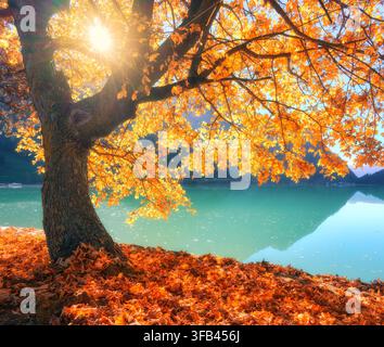 Goldener Ahornbaum mit Herbstblättern auf türkisfarbenem AlpentSee Stockfoto