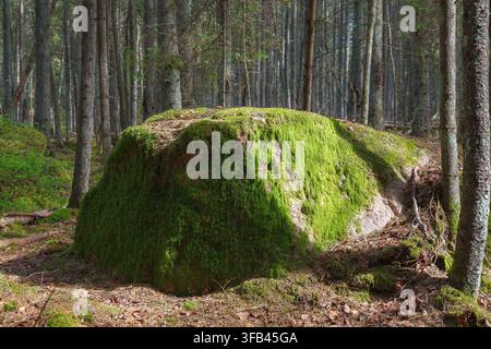 Großer, mit Moos bedeckter Felsbrocken, der auf dem Waldboden zwischen hohen Kiefernstämmen ruht. Stockfoto