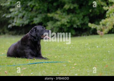 Schwarzer Labrador Retriever ruht auf einem grünen Gartenrasen mit herausgestreckter Zunge an einem warmen Sommertag Stockfoto