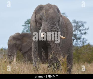 Afrikanischer Elefant geht durch hohes Gras im Kruger-Nationalpark, Südafrika. Stockfoto