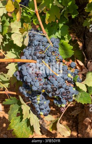 Vertikale Nahaufnahme von dunkelroten Weintrauben, die an einer Weinrebe in einem Weinberg reifen. Stockfoto