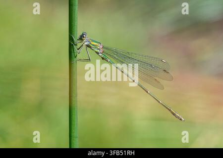 Weiden-Smaragdlibelle (Chalcolestes viridis), neuere Kolonisatorin in England, UK Stockfoto