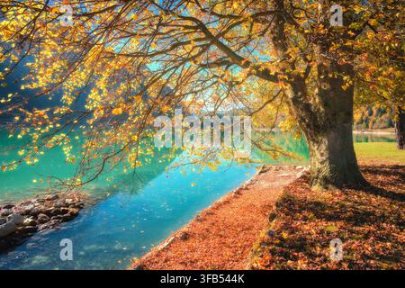 Große Ahornbaum mit gelben Herbstblättern an einem türkisfarbenen See Stockfoto