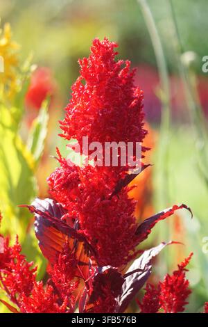 Roter Celosia argentea Federblume Nahaufnahme. Lebendiger roter federartiger Hahnenkamm blüht in einem sonnigen Garten mit Bokeh. Stockfoto