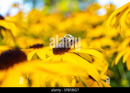 Nahaufnahme einer Hummel (wissenschaftlicher Name Bombus), einer gefährdeten Art, die sich an einer mit Pollen bedeckten Schwarzäugigen Sonnenblume nähert. Stockfoto