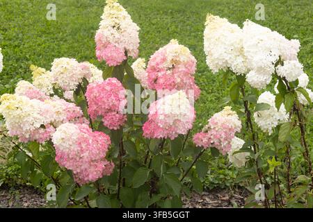 Blühender rosa und weißer Hydrangea-paniculata-Strauch, Nahaufnahme von bunten rispigen Hortensienblüten im Sommergarten, Naturhintergrund. Stockfoto