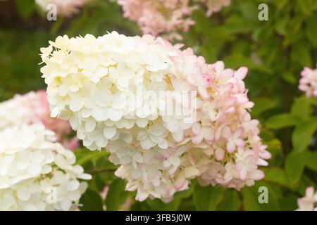 Nahaufnahme einer weißen und rosa Hydrangea paniculata-Blüte, schöne rispenförmige Hortensien-Blütenzacke im Sommergarten, florales abstraktes Hintergrundmotiv Stockfoto