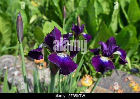 Frühsommerblumen der Sibirischen Schwertlilie, Iris sibirica Berlin Purple Wine, die im UK-Garten im Mai wächst Stockfoto