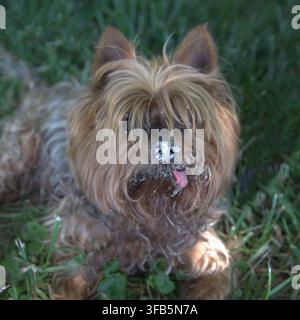 Lustiger Yorkshire-Terrier sitzt auf dem Gras mit schmutziger sandiger Nase Stockfoto
