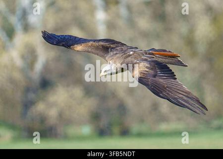 Eine horizontale Nahaufnahme-Wildtierfotografie eines adulten Rotmilans (Milvus milvus), der im aktiven Flug mit ausgebreiteten Flügeln vor einem verschwommenen Hintergrund gleitet Stockfoto