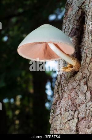 Hartriegelbaum mit einem weißen und rosa Pilz, der aus einem seiner Löcher in einem dunklen Wald wächst Stockfoto