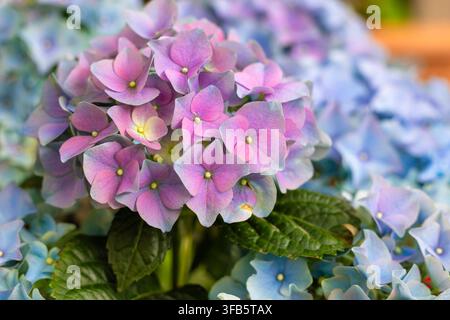 Blaue und rosa Hortensienblüten, die zwischen dunkelgrünen Blättern blühen Stockfoto
