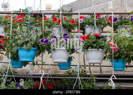 Bunte Petunien- und Fuchsienblumen in hängenden Gartentöpfen ausgestellt Stockfoto