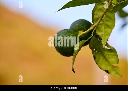 Eine horizontale Nahaufnahme von zwei unreifen grünen Mandarinen, die an einem Ast mit frischen Blättern wachsen, vor einem weichen, warmtonigen, unscharfen Hintergrund. Stockfoto