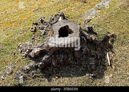 Gefällter Baumstamm auf dem Gras in Rio de Janeiro, Brasilien Stockfoto