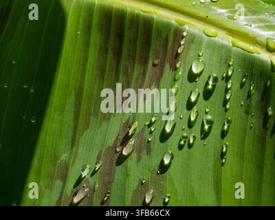 Frische Wassertropfen glitzern auf einem lebendigen grünen Blatt Stockfoto