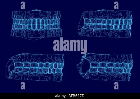 Vier Arten von menschlichen Zähnen werden in detaillierten Umrissen auf einem sauberen blauen Hintergrund dargestellt, wobei ihre unterschiedlichen anatomischen Formen und Positionen hervorgehoben werden. Stock Vektor