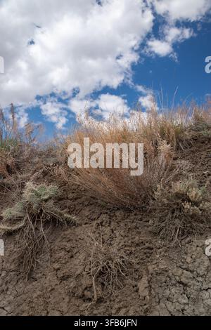 Niedrigwinklige Ansicht von trockenem Wüstengras, Kakteen und ariden Pflanzen, die sich an einen steilen Schieferhang in Horseshoe Canyon nahe Drumheller, Alberta, Kanada, klammern. Stockfoto