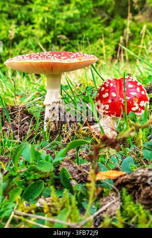Schöner Roter Fliegenpilz, der auf dem Waldboden wächst Stockfoto