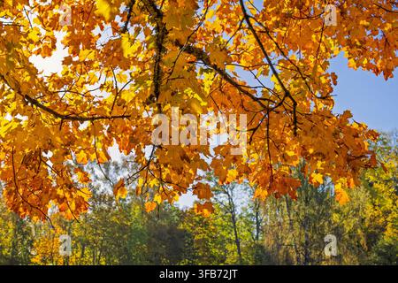 Ahornbaumzweige mit Herbstfarben Stockfoto