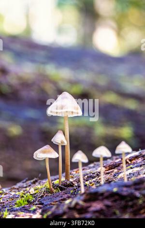 Gruppe kleiner Pilze, die auf einem verrotteten Holzstamm wachsen Stockfoto