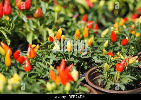 Helle Paprika, die in einem sonnigen Gartenbereich wachsen Stockfoto