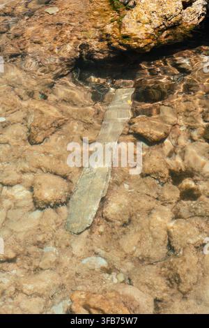 Untergetauchte Felsplatte in klarem flachem Meerwasser über einem strukturierten Riff Stockfoto