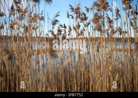 Eine Nahaufnahme mit selektiver Schärfentiefe von hohen goldbraunen Schilfrohren, die sich sanft entlang eines friedlichen blauen Küstengewässers wiegen. Stockfoto