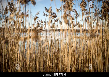 Eine Nahaufnahme mit selektiver Schärfentiefe von hohen goldbraunen Schilfrohren, die sich sanft entlang eines friedlichen blauen Küstengewässers wiegen. Stockfoto