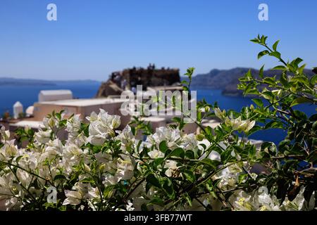 Weiße Bougainvillea-Blüten mit verschwommener Caldera und Küstenbauten, Santorin, Griechenland Stockfoto