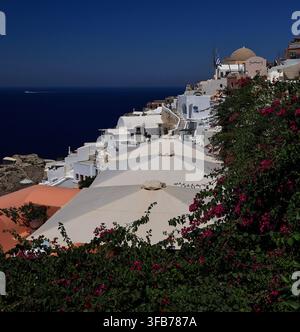 Bougainvillea-Blüten umrahmen eine Aussicht auf weiß getünchte Gebäude und Sonnenschirme mit Blick auf das Meer in Oia, Santorin, Griechenland. Stockfoto