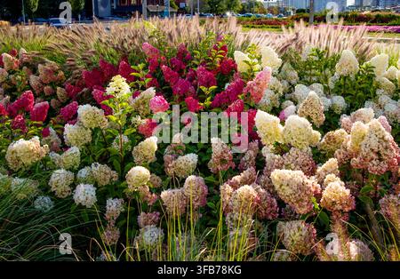 Üppig blühende rosa, burgunderrote und weiße Rispenhortensien gemischt mit Federgras schmücken eine Stadtstraße in Obolon, Kiew im August. Stockfoto