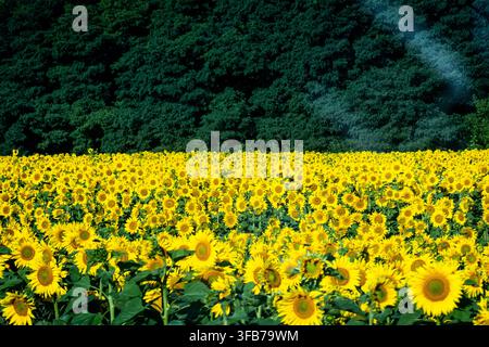 Ein weites Sonnenblumenfeld leuchtet im hellen Sommerlicht, während sich dahinter ein tiefgrüner Wald erhebt. Unzählige goldene Köpfe wenden sich der Sonne zu und wogen in einem Sturm Stockfoto