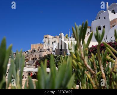 Santorini, Griechenland – 4. August 2026: Weißgetünchte kykladische Gebäude und Bougainvillea, die durch grünes Sukkulentenlaub in Oia zu sehen sind Stockfoto