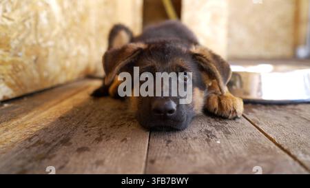 Tierarzt in einem weißen Pullover untersucht sorgfältig die Pfote eines Deutschen Schäferhund-Welpen auf einem Holzboden Stockfoto