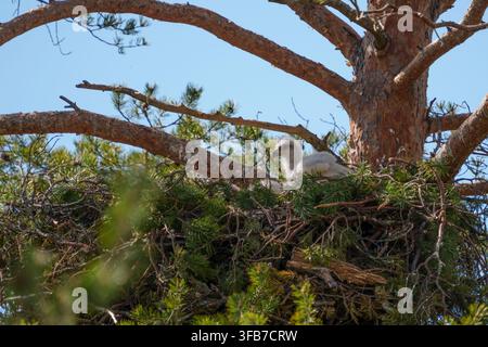 Adlerjungvogel, Aquila chrysaetos, im Nest in einer Kiefer Stockfoto