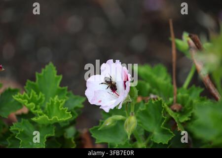 Biene, die in einer Blume in einem Garten in der weinbauenden Stadt Biscoitos auf der Insel Terceira, Azoren, Portugal, Nektar sammelt Stockfoto